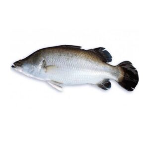SHAHJALAL D-KORAL FISH