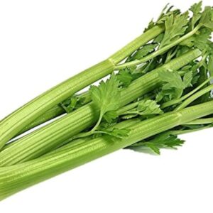 CELERY