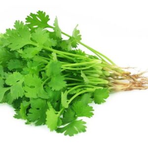 CILANTRO - 4889