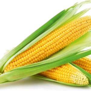 FRESH CORN