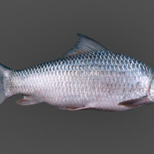 MRIGAL FISH 1/5 UP