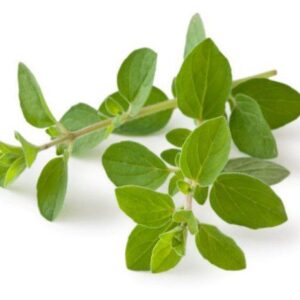 BLOOM FRESH OREGANO
