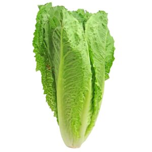 ROMAIN  LETTUCE