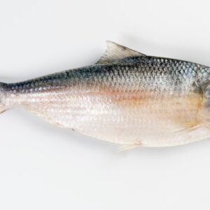 HILSA 8/10
