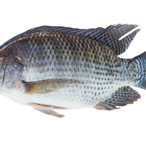 FISH TALAPIA