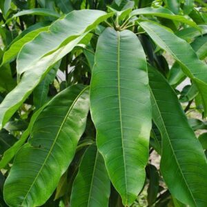 MANGO LEAVES - MANGO LEAVE - 2LB