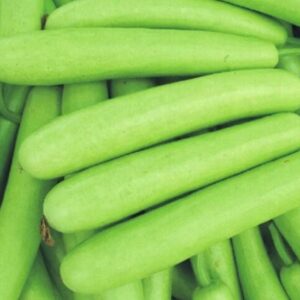 INDIAN LONG SQUASH - SKU 9140