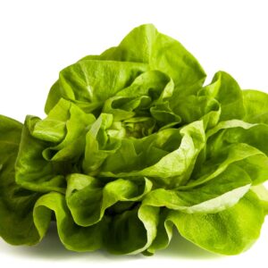 BOSTON LETTUCE