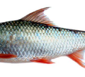 MRIGAL FISH 3 UP