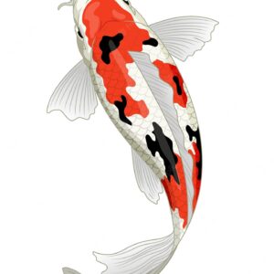 KOI FISH - SKU 69851