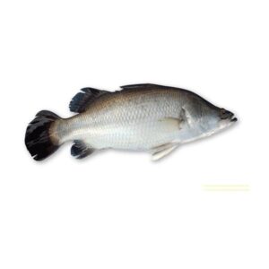 KORAL FISH