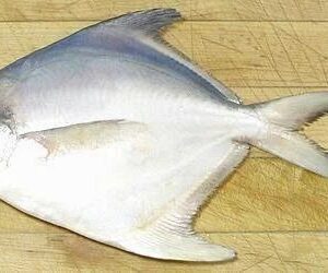 PUTUL SILVER POMFRET - RUP 200/300