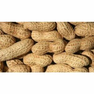 ROASTED PEANUTS INSHELL