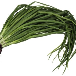 SCALLION