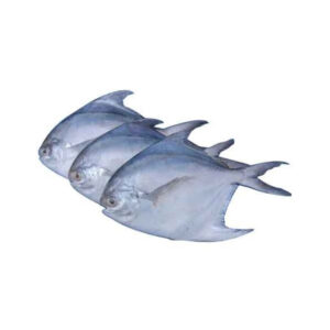 SILVER POMFRET 700 UP