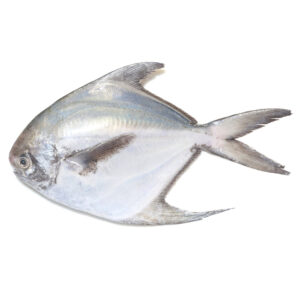 SILVER POMFRET 100/200