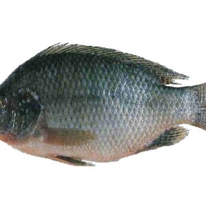TILAPHIA FISH